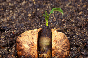 Food, nut, nuts, walnut, walnuts, seedling, seedlings, germinate, germinating, germination, walnut seedling, walnut seedlings, Juglans regia, Juglandaceae, english walnut, english walnuts, persian walnut, persian walnuts, carpathian walnut, carpathian walnuts, california walnut, california walnuts.