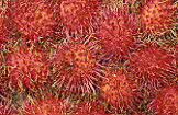 RAMBUTANS (NEPHELIUM LAPPACEUM) ARE SIMILAR TO LYCHEES WITH A TRANSLUCENT PULP ENCASED IN A SKIN COVERED WITH SOFT SPIKES