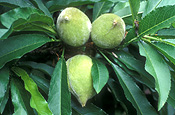 Food, nut, nuts, almond, almonds, prunus, dulcis, prunus dulcis, Prunus amygdalus, amygdalus, Agriculture, almond tree, almond trees, tree, trees, fruit tree, fruite trees.