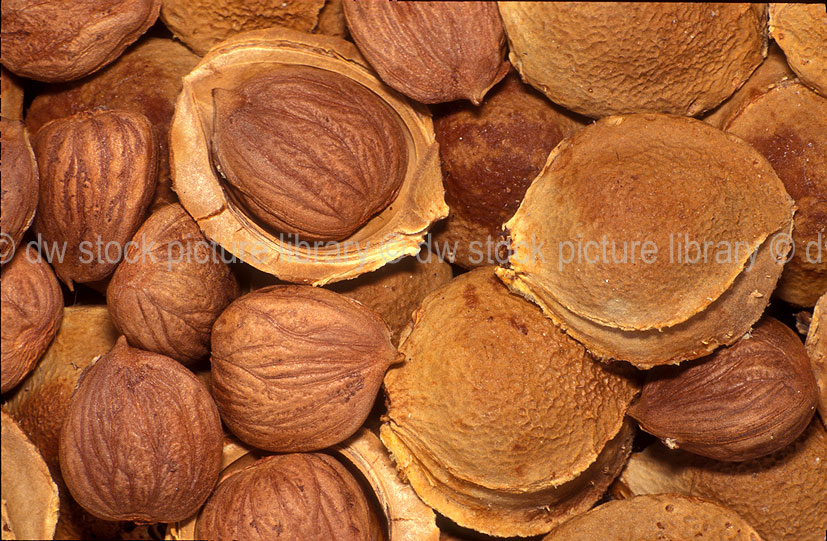 stock photo image: Fruit, apricot, apricots, Prunus, Prunus armeniaca, armeniaca, Deciduous, Rosaceae, kernel, kernels, apricot kernel, apricot kernels, stonefruit, stonefruits, stone fruit, strone fruits, Agriculture.