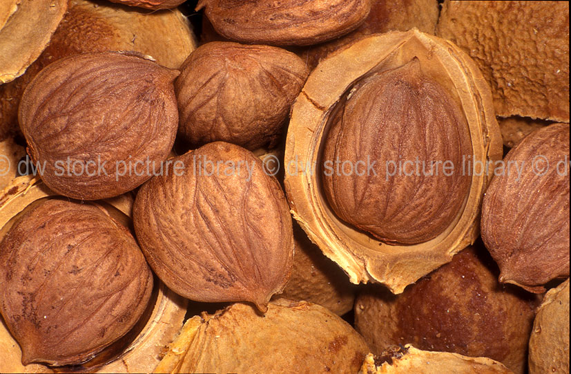 stock photo image: Fruit, apricot, apricots, Prunus, Prunus armeniaca, armeniaca, Deciduous, Rosaceae, kernel, kernels, apricot kernel, apricot kernels, stonefruit, stonefruits, stone fruit, strone fruits, Agriculture.