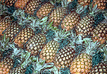 A ROYALTY FREE IMAGE OF: ROWS OF PINEAPPLES(ANANAS COMOSUS)