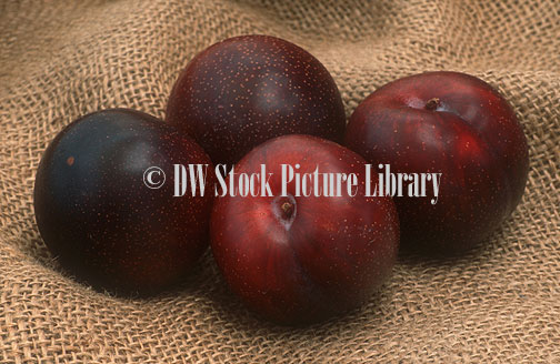 stock photo image: Fruit, plum, plums, stone fruit, stone fruits, stonefruit, stonefruits, tegan blue, tegan blue plum, tegan blue plums, Prunus domestica, Agriculture.