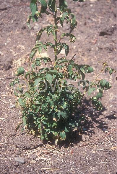 stock photo image: Disease, diseases, plant disease, plant diseases, rot, root rot, rose, roses, rosa, rose root rot.