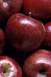 Fruit, Apples, Malus, Rosaceae, Agriculture, red apples, red apple, apple. HARVESTED RED APPLES, HARVESTED RED APPLE,
