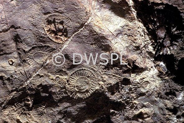 stock photo image: Australia, fossil, fossils, fossilized, insect, insects, moth, moths, organism, organisms, paleontology, sponge, sponges, phylum, phylums, extinct, extinction, archaeocyatha, archaeocyath, archaeocyaths, archaeocyathid, archaeocyathids, cambrian, brachina gorge, flinders ranges, flinders, range, ranges, flinders ranges np, flinders ranges national park, national park, national parks.