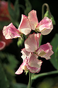 A ROYALTY FREE IMAGE OF: LATHYRUS (SWEET PEAS) 'FRAGRANT RIPPLES'