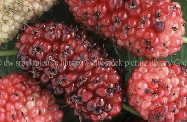 stock photo image: Food, fruit, Morus, Morus nigra, nigra, mulberry, Mulberries, black, Black Mulberry, Black mulberries, berry fruits, Agriculture.