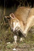 Animal, Animals, Australia, Australian, Australian animal, Australian animals, macropod, macropods, macropus, mammal, mammals, marsupial, marsupials, wallabia, kangaroo, kangaroos, wallaby, wallabies, agile, agile wallaby, agile wallabies, macropus, agilis, macropus agilis.