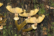 Australia, fungus, fungi, tree, trees, tree fungus, tree fungi.