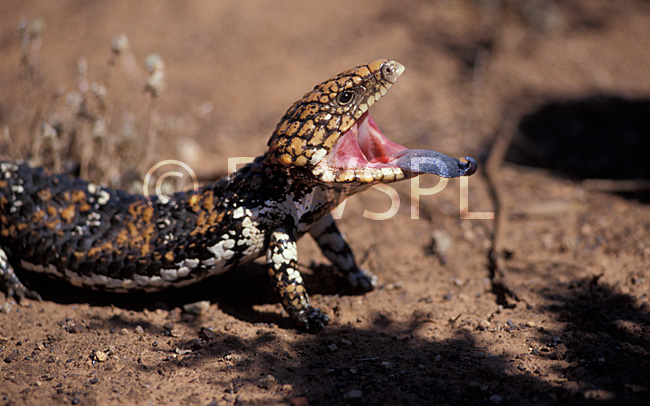 stock photo image: Animal, animals, australian, reptile, reptiles, australian reptile, australina reptiles, tiliqua, rugosa, tiliqua rugosa, shingleback, shinglebacks, shingleback lizard, shingleback lizards, blue-tongue, blue-tongue lizard, blue-tongue lizards, boggi, sleepy, sleepy lizard, sleepy lizards, stumpy-tailed, stumpy-tailed lizard, stumpy-tailed lizards, wa, western australia, blue, tongue, tongues.