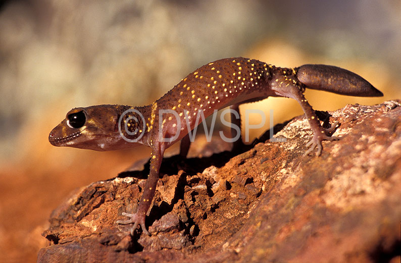 stock photo image: Animal, animals, reptile, reptiles, australian, australian reptile, australian reptiles, australian animal, australian animals, lizard, lizards, sauria, rock, rocks, gekkonidae, gecko, geckos, thick-tailed, thick-tailed gecko, thick-tailed geckos, barking, barking gecko, barking geckos, underwoodisaurus, milii, underwoodisaurus milii, wa, western australia, australia.