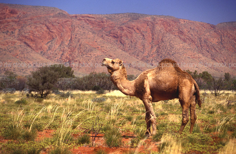 A ROYALTY FREE IMAGE OF: CAMEL, CAMELUS DROMEDARIUS, GREAT VICTORIA DESERT,  WESTERN AUSTRALIA