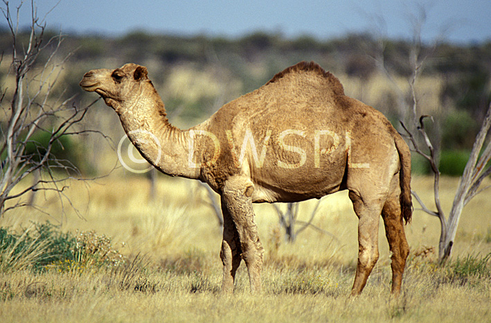 A ROYALTY FREE IMAGE OF: CAMEL (CAMEULUS DROMEDARIUS) GREAT VICTORIA