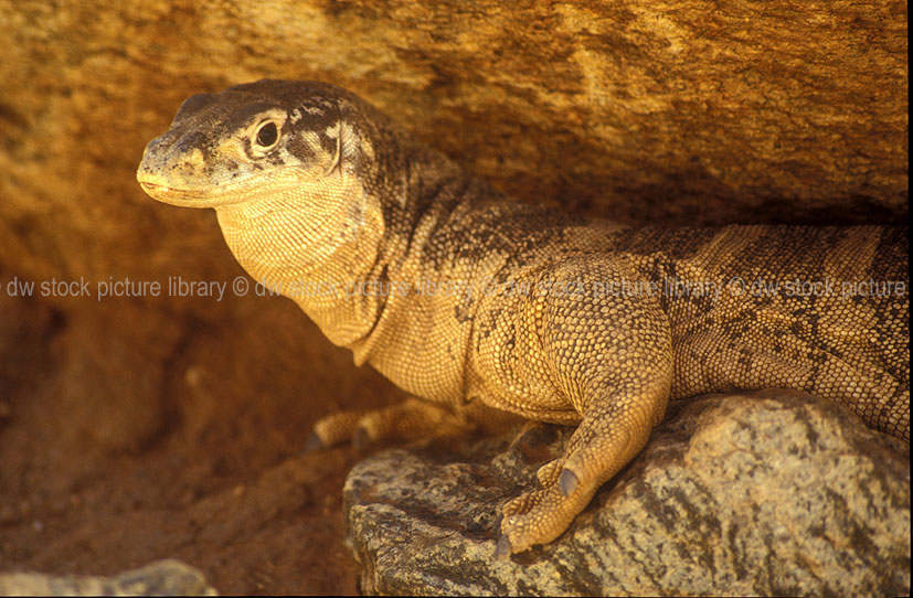 stock photo image: Animal, animals, reptile, reptiles, australian reptile, australian reptiles, varanus, giganteus, varanus giganteus, monitor lizard, monitor lizards, goanna, goannas, lizard, lizards, perentie, perenties, nt, northern territory, australia.