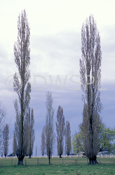 stock photo image: Australia, New South Wales, new england, great dividing range, tree, trees, poplar, poplars, poplar tree, poplar trees, rural, rural scene, rural scenes, Farming, Farmland, farm, farms, hardwood, hardwood tree, hardwood trees, deciduous, deciduous tree, deciduous trees.