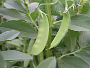 A ROYALTY FREE IMAGE OF: SNOW PEAS GROWING (PISUM SATIVUM) CHINESE SNOW PEAS, SUGAR PEAS AND MANGETOUT