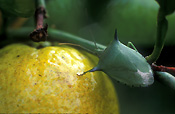 SPINED CITRUS OR GREEN SHIELD BUG (PENTALOMIDAE) BIPRORULUS BIBOX ON CITRUS FRUIT