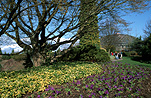 Canada, Vancouver, british columbia, Queen Elizabeth Park, Garden, Gardens, spring, springtime, spring garden, spring gardens.