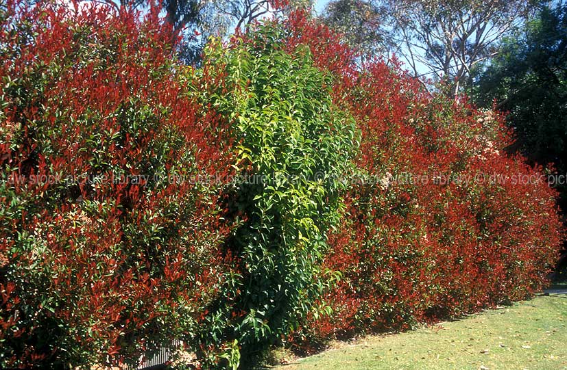 stock photo image: Hedge, hedges, hedging, garden, gardens, garden hedge, garden hedges, photinia.