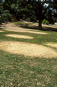 Garden, gardens, lawn, lawns, grass, grasses, brown patch, brown patches, buffalo, buffalo grass, stenotaphrum, secundatum, stenotaphrum secundatum, tree, trees, common buffalo grass, st augustine grass.