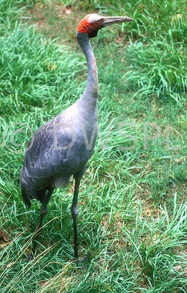 stock photo image: Animal, animals, australian, australia, australian bird, australian birds, bird, birds, brolga, brolgas, crane, cranes, grus, grus rubicunda, rubicunda, australian crane, australian cranes, native companion, native companions, gruiformes, gruidae.