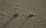 Jellyfish, jellyfishes, jelly fish, jelly fishes, sand, portuguese man o'war, physalia physallis, blue bottle, blue bottles, blue-bottle, blue-bottles, blue-bottle jelly fish, blue-bottle jellyfish, cnidarian, dnidarians, invertebrate, invertebrates.