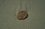 Animal, Animals, Marine, Marinelife, jellyfish, jellyfishes, jelly fish, jelly fishes, sand, beach, beaches, cnidarian, cnidarians, invertebrate, invertebrates.