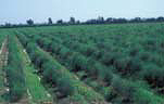 Food, Vegetable, vegetables, asparagus, Ica, Peru, LILIACEAE, ASPARAGUS OFFICINALIS.