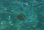 Jellyfish, jellyfishes, jelly fish, jelly fishes, water, Greece, Pelion, ocean, oceans, sea, seas, cnidarian, cnidarians, invertebrate, invertebrates.
