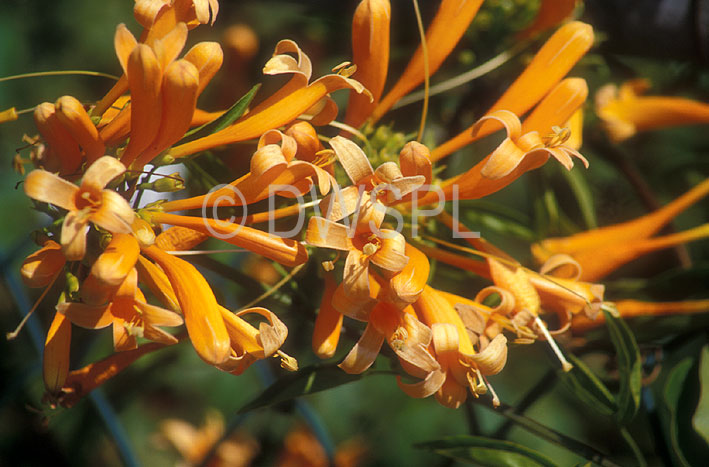 stock photo image: Flower, flowers, orange, orange flower, orange flowers, pyrostegia, pyrostegias, pyrostegia venusta, venusta, pyrostegia ignea, ignea, bignonia, bignonia venusta, bignoniaceae, flame vine, flame vines, trumpet creeper, trumpet creemers, stephanotis, orange flowered stephanotis.