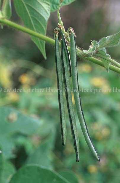 stock photo image: Food, vegetable, vegetables, bean, beans, rice, rice bean, rice beans, ricebean, ricebeans, vigna, vigna umbellata, umbellata, pod, pods, fabaceae.