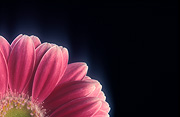 Flower, flowers, flower arrangements, cut flowers, floral arrangements, gerbera, gerberas, pink flower, pink flowers, pink gerbera, pink gerberas, Daisy Jane,