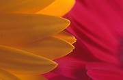 Flower, flowers, flower arrangements, cut flowers, floral arrangements, gerbera, gerberas, gerbera petals, petal, petals, red flower, red flowers, red gerbera, red gerberas, yellow, yellow flower, yellow flowers, yellow gerbera, yellow gerberas, Daisy Jane,