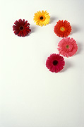 Flower, flowers, flower arrangements, cut flowers, floral arrangements, gerbera, gerberas, Daisy Jane,