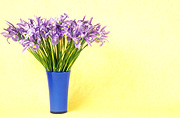 Flower, flowers, Cut flowers, floral arrangements, vase, vases, vase of flowers, vases of flowers, Iris, irises, flowers, Daisy Jane,