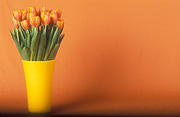 Flower, flowers, cut flowers, floral arrangements, tulip, tulips, tulipa, vase, vases, vase of flowers, vases of flowers, orange tulip, orange tulips, orange flower, orange flowers, Daisy Jane,
