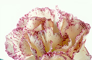 Flower, flowers, carnation, carnations, dianthus, pink flower, pink flowers, pink carnation, pink carnations, dianthus caryophyllus, Daisy Jane,