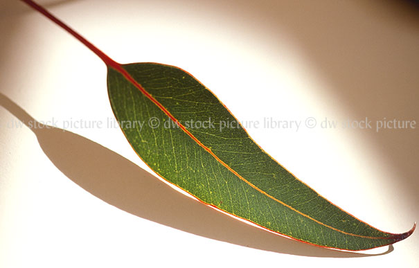 Gum Leaf