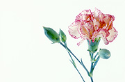 Flower, flowers, carnation, carnations, dianthus, pink carnation, pink carnations, pink flower, pink flowers, dianthus caryophyllus, Daisy Jane,