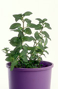 Herb, Herbs, pot, pots, potted, outdoor pot, outdoor pots, garden pot, garden pots, potted herbs, mint, peppermint, mentha, mentha piperita, piperite, peppermint, potted, Daisy Jane,