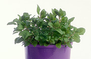 Herb, Herbs, pot, pots, potted, garden pot, garden pots, outdoor pot, outdoor pots, potted herbs, potted marmoram, marjoram, sweet marjoram, origanum majorana, origanum, marjoram, labiatae, annual marjoram, knotted marjoram, Daisy Jane,