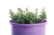 Herb, Herbs, pot, pots, potted, garden pot, garden pots, outdoor pot, outdoor pots, potted herbs, potted thyme, thymus, thyme, pot, pots, Daisy Jane,