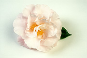 Flower, flowers, camellia, camellias, white, white flower, white flowers, white camellia, white camellias, easter morn, pink flower, pink flowers, pink camellia, pink camellias, Daisy Jane,