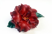 Flower, flowers, camellia, camellias, red, red flower, red flowers, red camellia, red camellias, black magic, Daisy Jane,