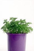 Herb, Herbs, parsley, curley, curled, curled parsley, petroselinum, petroselinum crispum, garden pot, garden pots, plastic, pot, pots, potted, potted herbs, Daisy Jane,