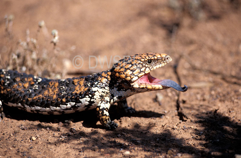 stock photo image: Animal, animals, australian, reptile, reptiles, australian reptile, australian reptiles, skink, skinks, bobtail, bobtail lizard, bobtail lizards, bob-tail lizard, bob-tail lizards, bobtail goanna, bobtail goannas, bob-tail goanna, bob-tail goannas, shingleback, shinglebacks, shingleback lizard, shingleback lizards, sleepy lizard, sleepy lizards, stump-tailed, stump-tailed lizard, stump-tailed lizards, boggi, pine cone lizard, pine cone lizards, tiliqua, trachydosaurus, rugosus, trachydosaurus rugosus, WA, Goldfields, Australia, Western Australia.