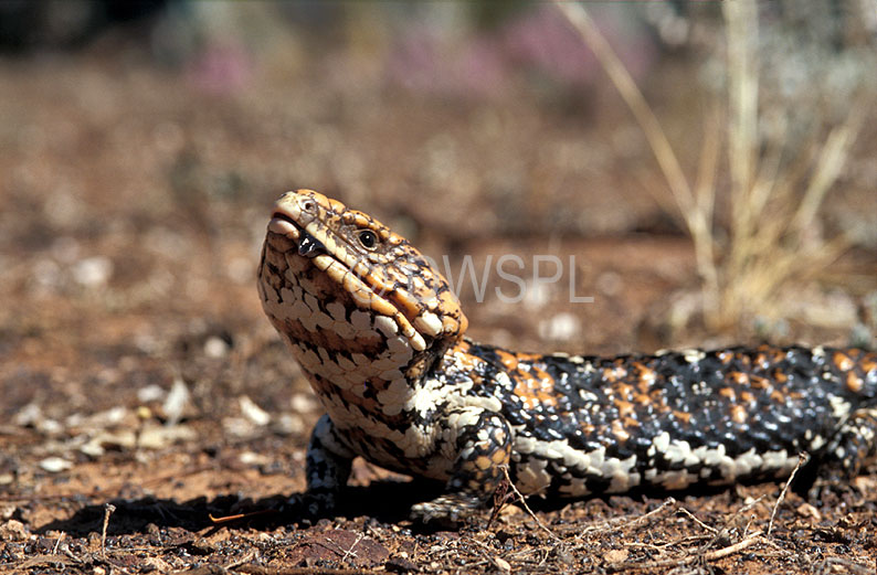 stock photo image: Animal, animals, australian, reptile, reptiles, australian reptile, australian reptiles, skink, skinks, bobtail, bobtail lizard, bobtail lizards, bob-tail lizard, bob-tail lizards, bobtail goanna, bobtail goannas, bob-tail goanna, bob-tail goannas, shingleback, shinglebacks, shingleback lizard, shingleback lizards, sleepy lizard, sleepy lizards, stump-tailed, stump-tailed lizard, stump-tailed lizards, boggi, pine cone lizard, pine cone lizards, tiliqua, trachydosaurus, rugosus, trachydosaurus rugosus, WA, Goldfields, Australia, Western Australia.