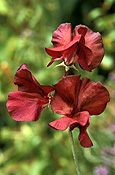 A ROYALTY FREE IMAGE OF: LATHYRUS ODORATUS 'BURNISHED BRONZE'