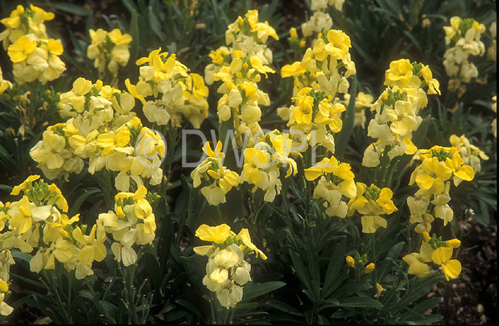 stock photo image: Flower, flowers, yellow, yellow flower, yellow flowers, wallflower, wallflowers, wall flower, wall flowers, cheiranthus, cruciferae, perennial, perennials, primrose bedder.